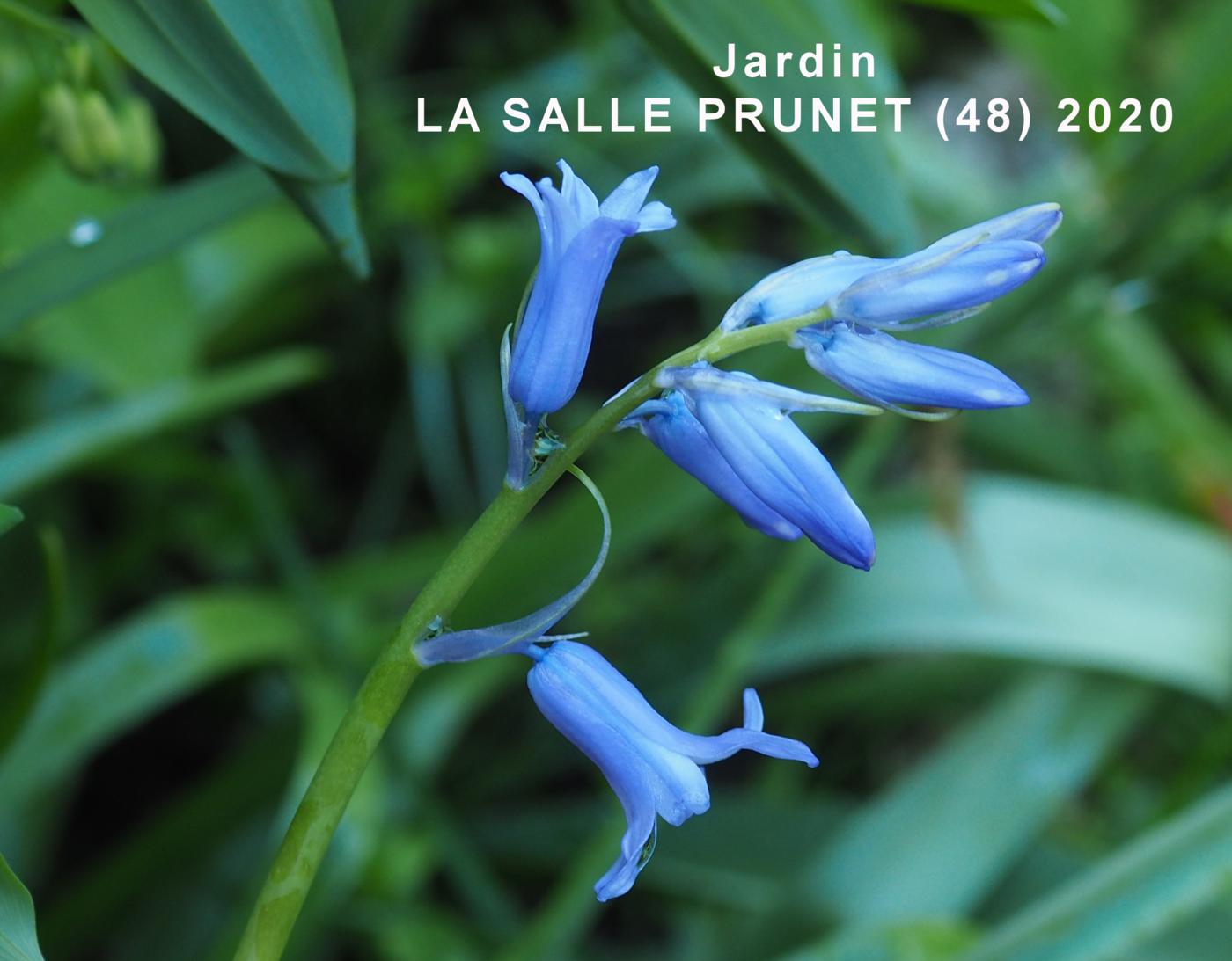 Bluebell flower